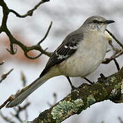 Northern Mockingbird