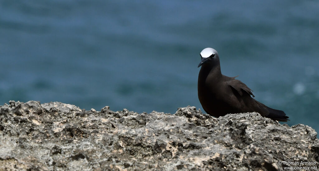 Brown Noddy