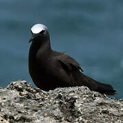 Brown Noddy