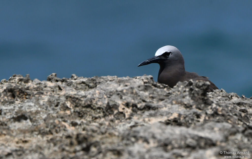 Brown Noddyadult