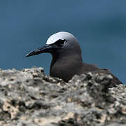 Brown Noddy