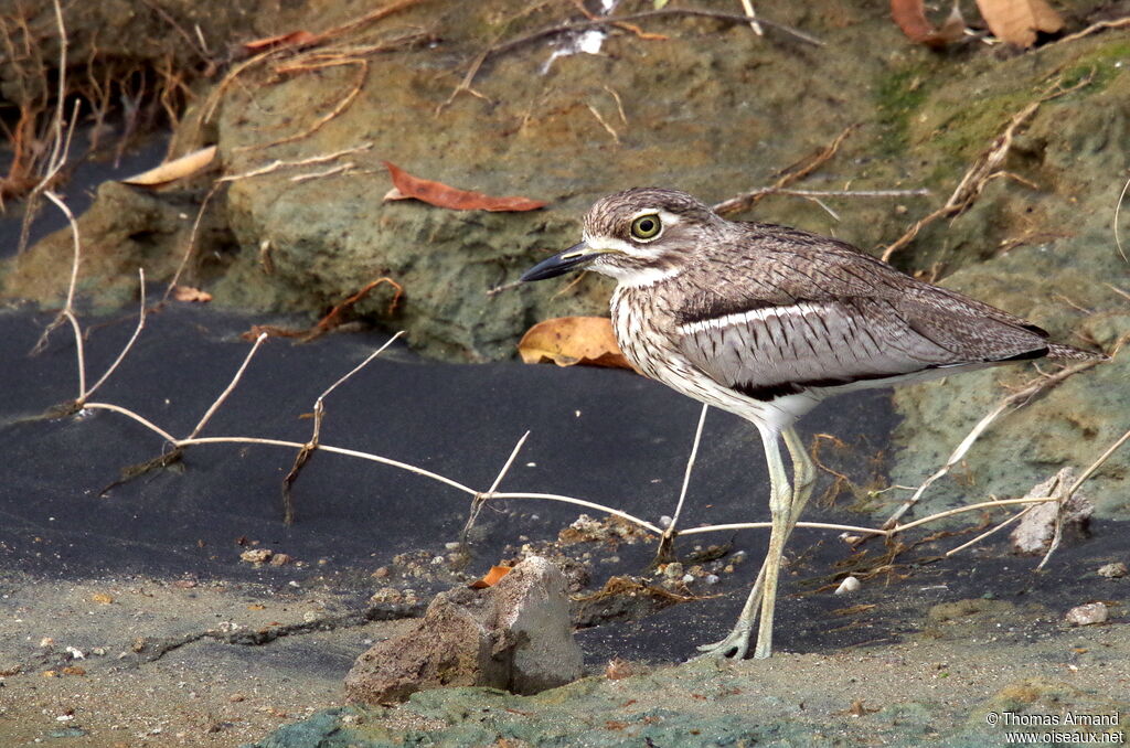 Water Thick-knee