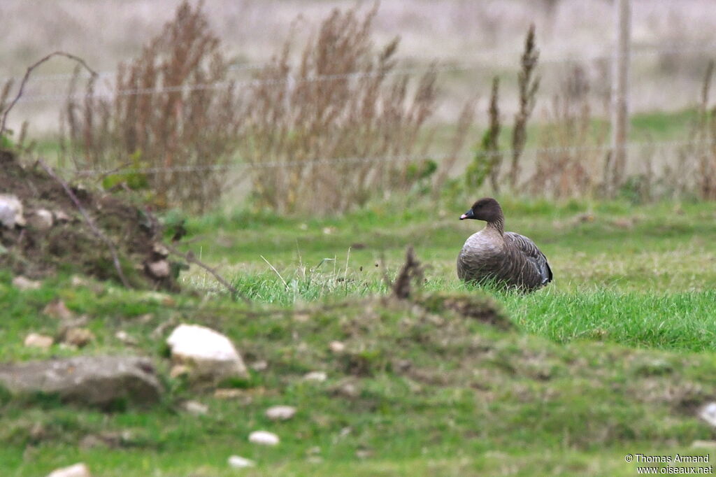 Pink-footed Goose