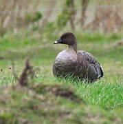 Pink-footed Goose