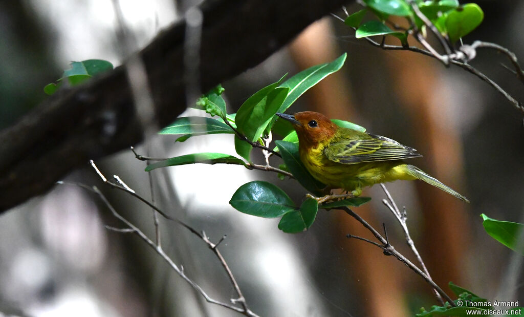 Mangrove Warbler