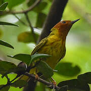 Paruline des mangroves