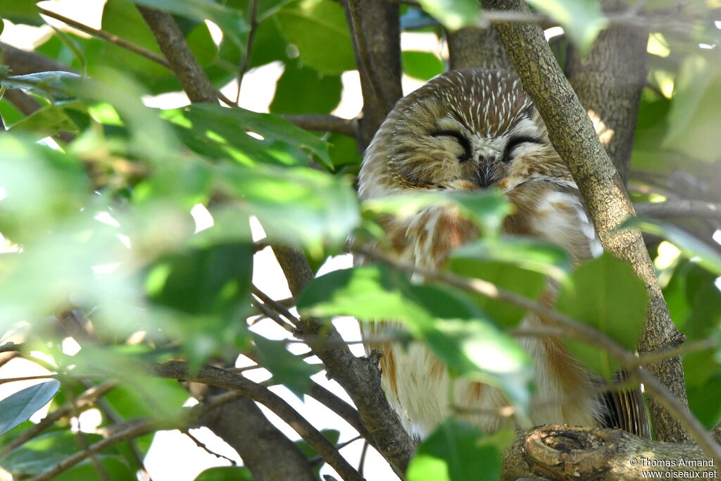 Northern Saw-whet Owl