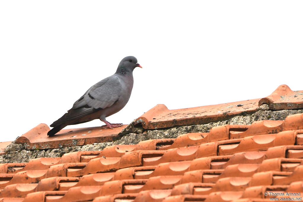 Pigeon colombin