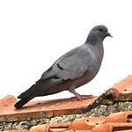 Pigeon colombin