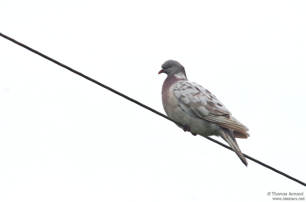 Common Wood Pigeon, pigmentation