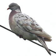 Common Wood Pigeon