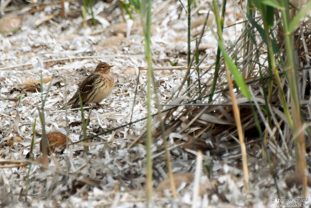 Pipit à gorge rousse