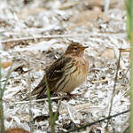 Pipit à gorge rousse