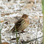 Red-throated Pipit