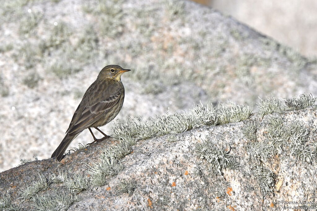 European Rock Pipit