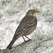 Eurasian Rock Pipit