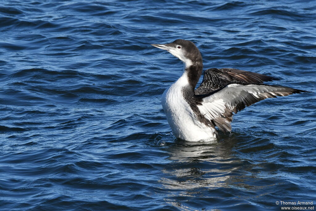 Plongeon imbrin