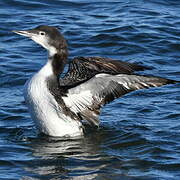 Common Loon