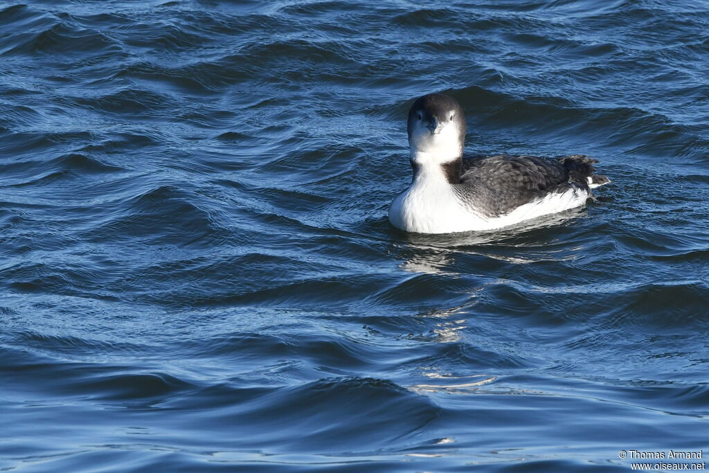 Common Loon