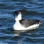 Common Loon