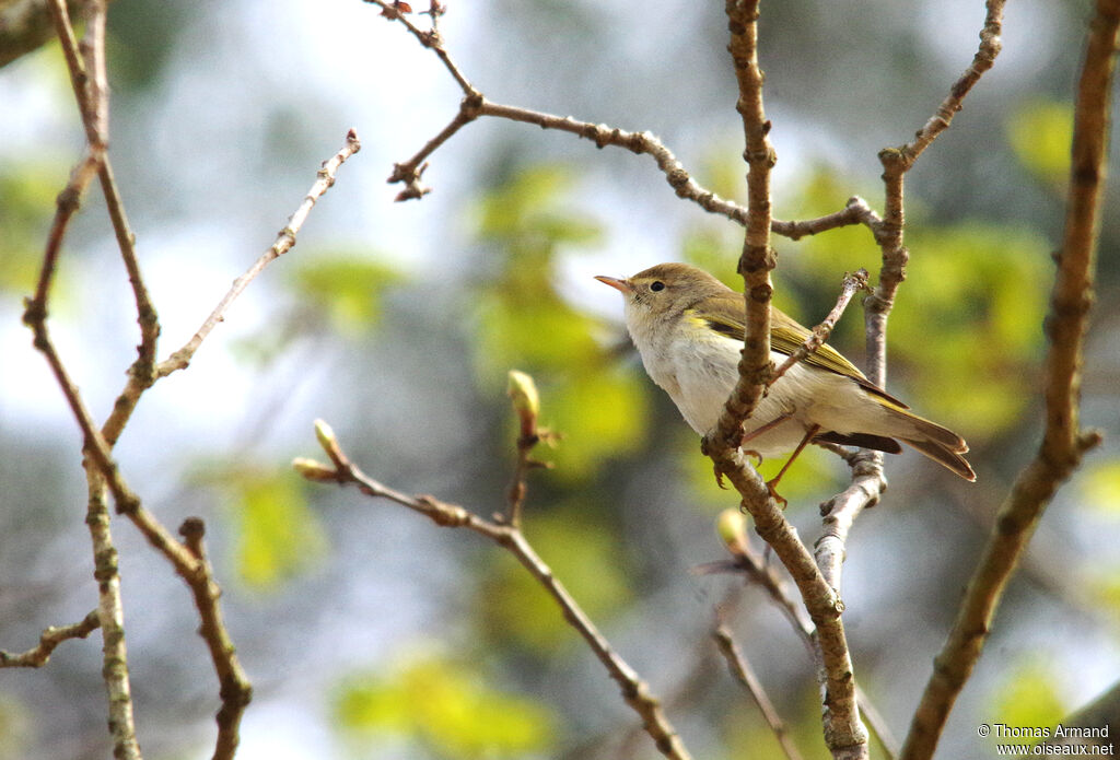 Western Bonelli's Warbler