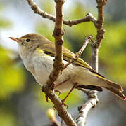 Western Bonelli's Warbler