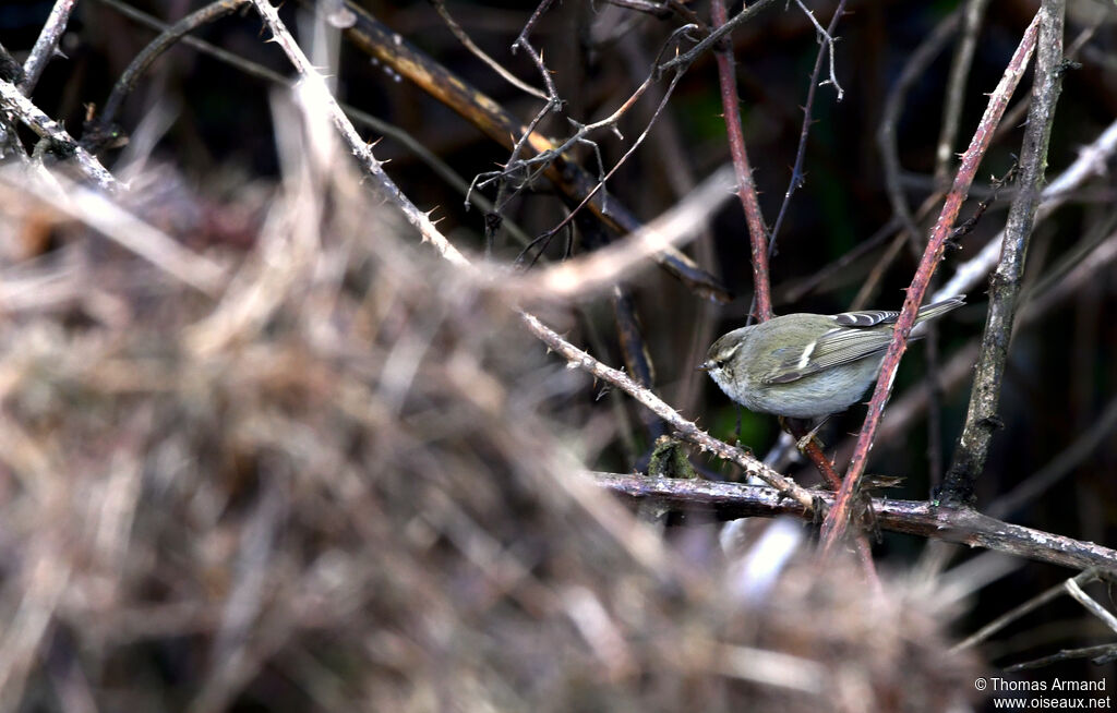 Hume's Leaf Warbler