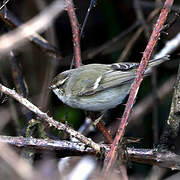 Hume's Leaf Warbler