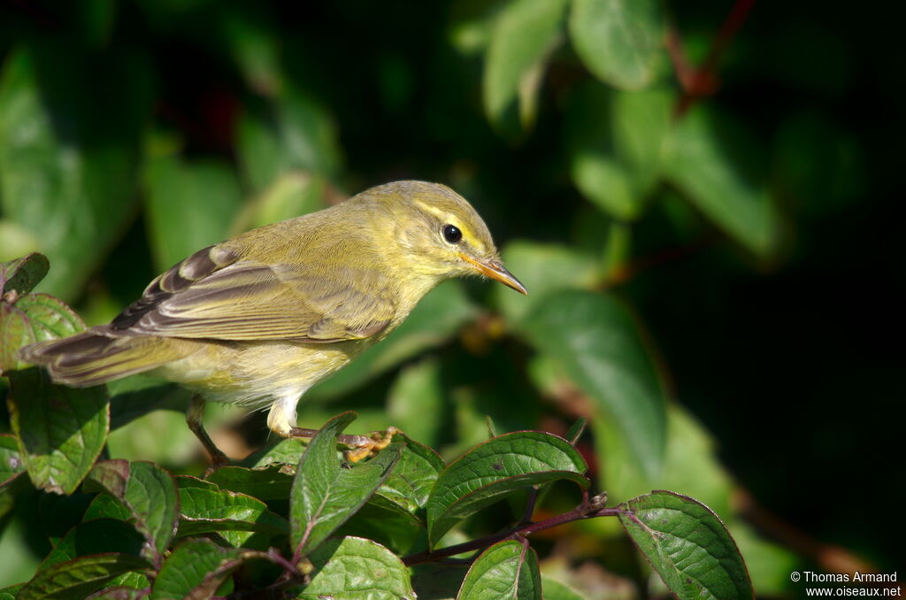 Willow Warbler