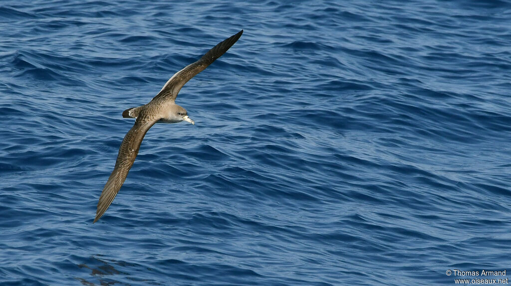 Scopoli's Shearwater