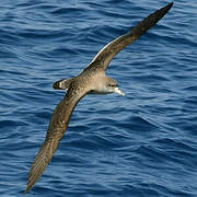 Scopoli's Shearwater