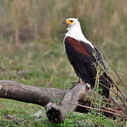 African Fish Eagle