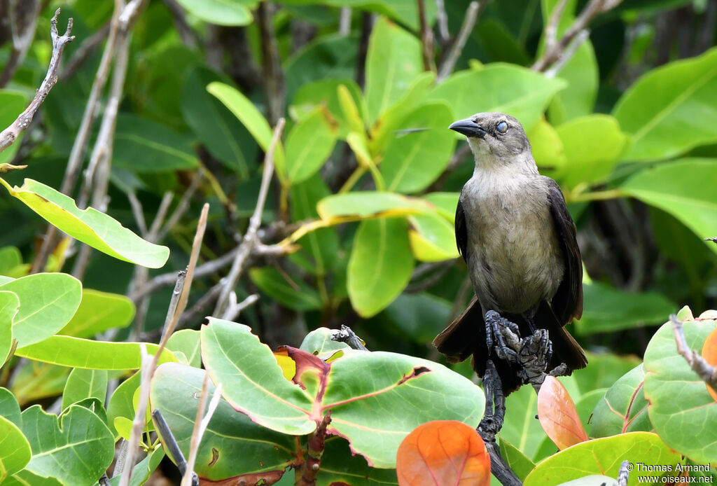 Carib Grackle