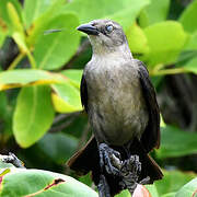 Carib Grackle