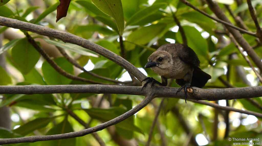 Carib Grackle