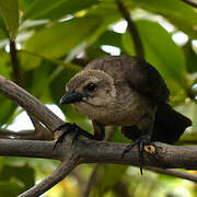 Carib Grackle