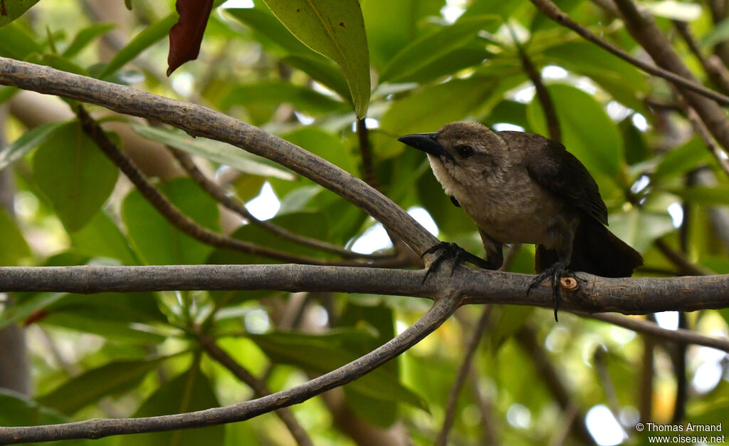 Carib Grackle