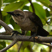 Carib Grackle