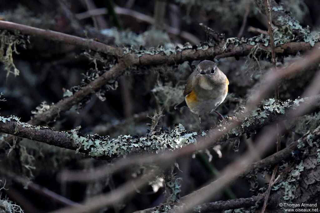 Red-flanked Bluetail