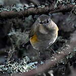 Robin à flancs roux