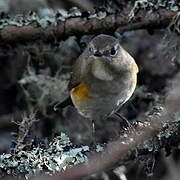 Red-flanked Bluetail