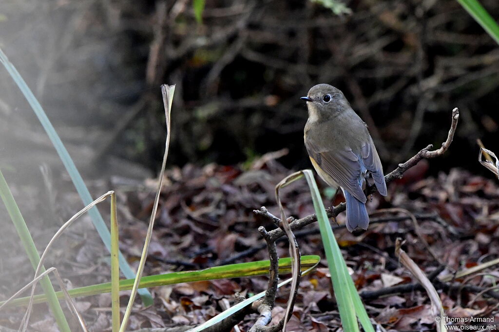 Robin à flancs roux