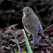 Red-flanked Bluetail