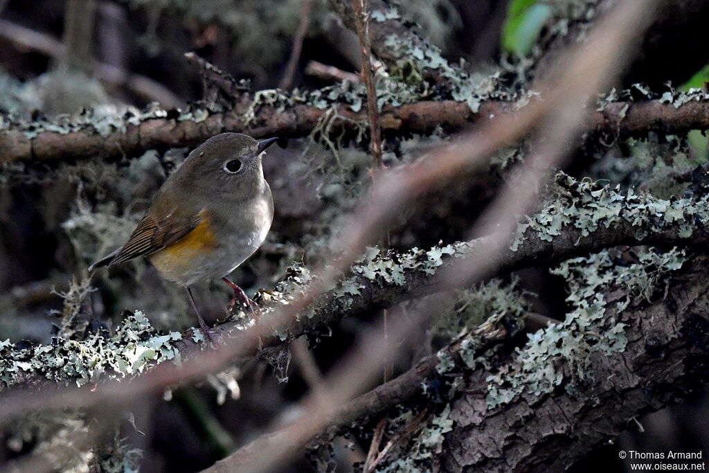 Robin à flancs roux