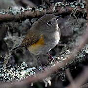 Robin à flancs roux