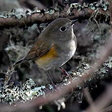 Robin à flancs roux