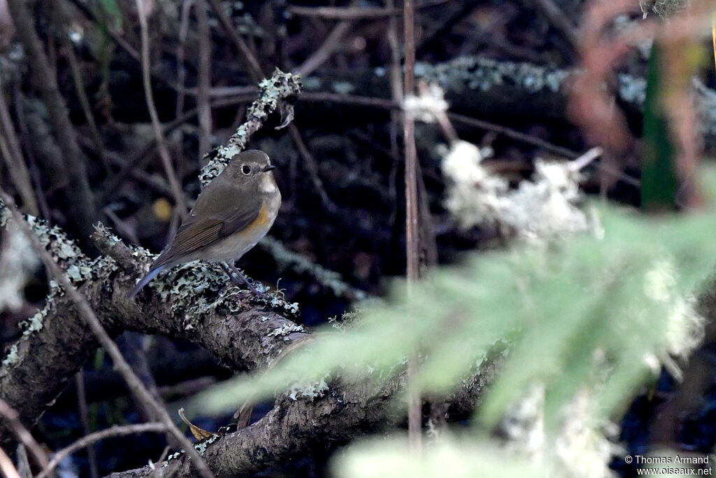 Robin à flancs roux