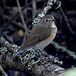 Robin à flancs roux