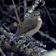 Red-flanked Bluetail