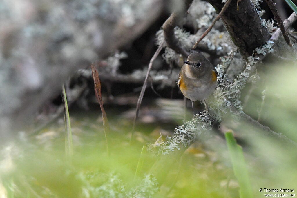 Red-flanked Bluetail